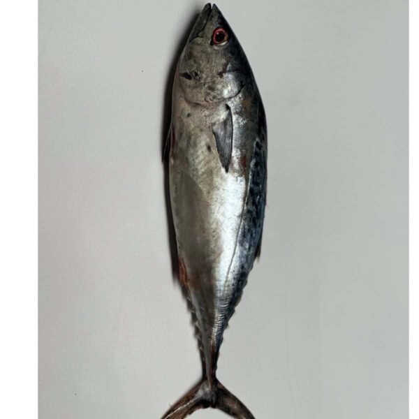 Bonito