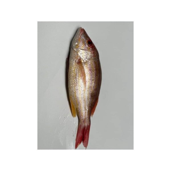 Pargo Rojo Entero - Imagen 4
