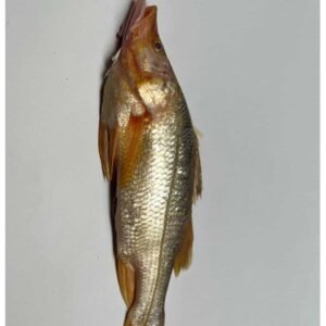 Róbalo