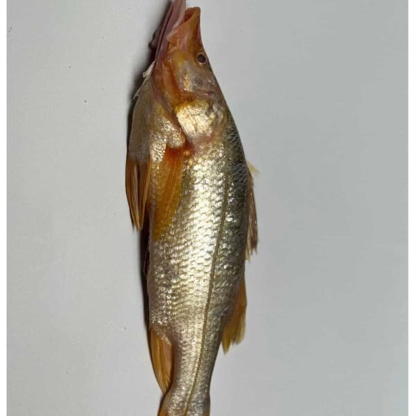 Róbalo