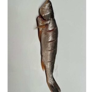 Corvina
