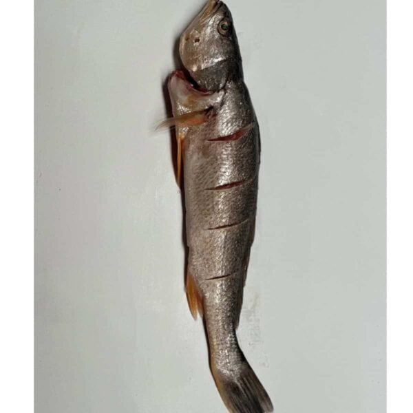 Corvina