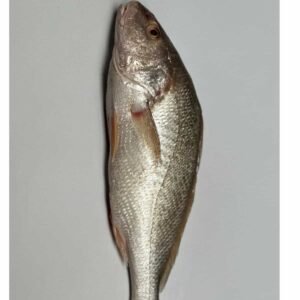 Ronco o Pargo Plateado