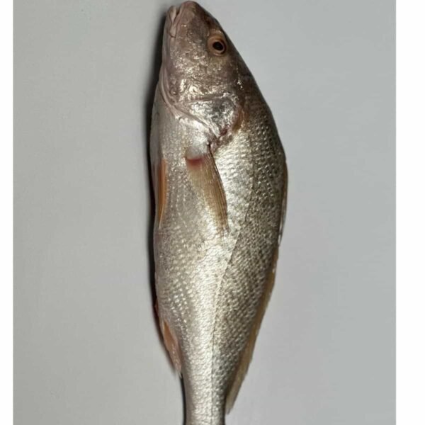 Ronco o Pargo Plateado